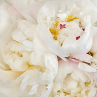 Gardenia Blush Peonies Close Up - Image