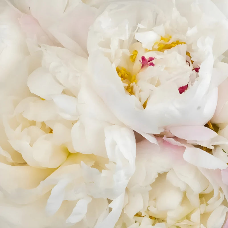 Gardenia Blush Peonies Close Up - Image