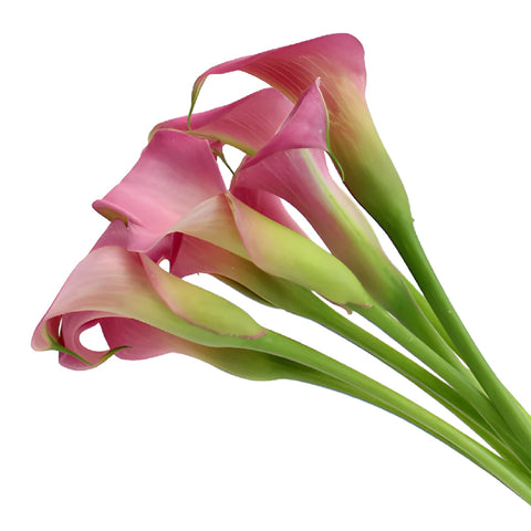 Watermelon Pink Mini Calla Lily Flower
