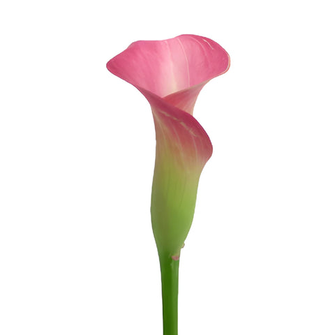 Watermelon Pink Mini Calla Lily Flower