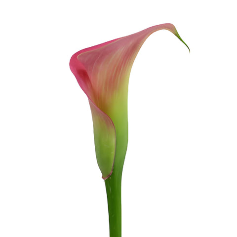 Watermelon Pink Mini Calla Lily Flower