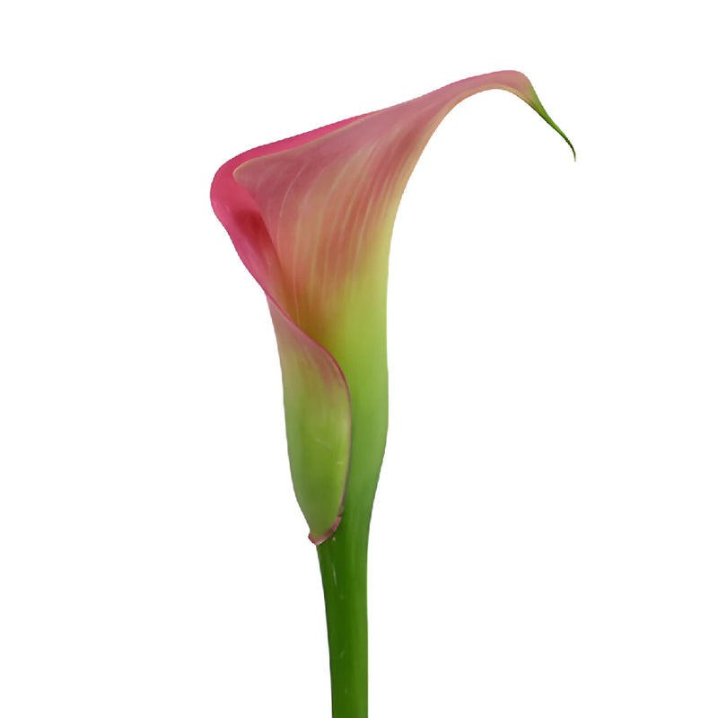 Watermelon Pink Mini Calla Lily Flower