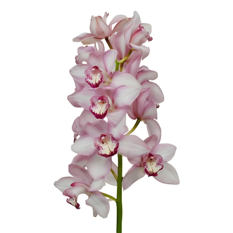 Light Pink Cymbidium Orchids