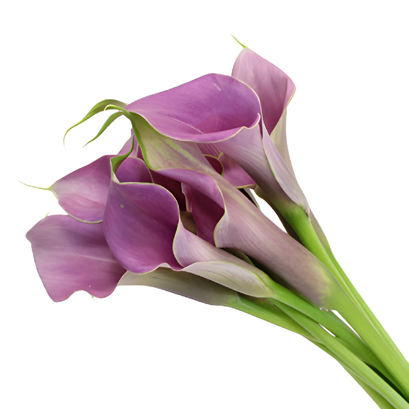 Lavender Mini Calla Lily Flower