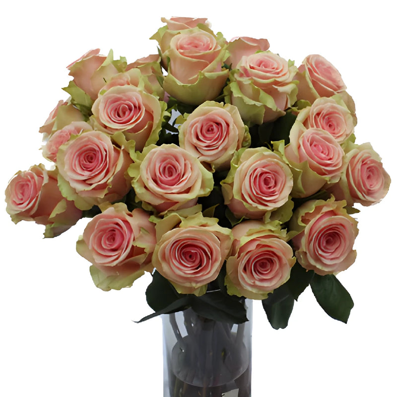 Geraldine Light Pink Rose