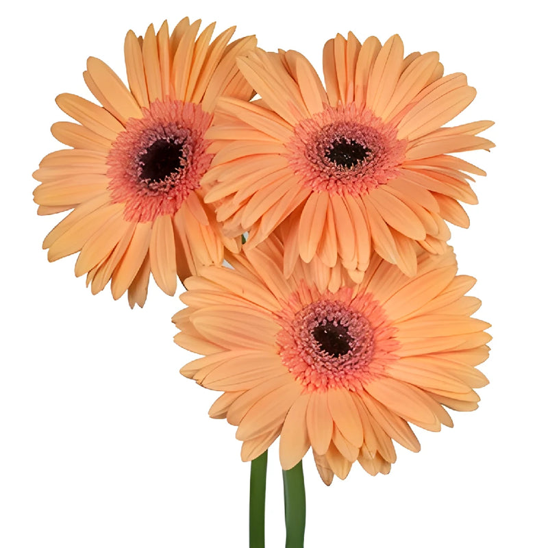 Gerbera Daisy Alliance Peach Wholesale Flower Blooms