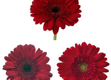 Gerbera Daisy Burgundy Standard Wholesale Flower Blooms