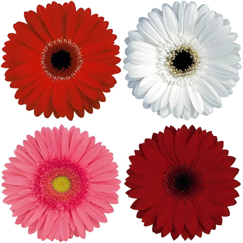 Gerbera Daisy Christmas Mix Wholesale Flower Blooms