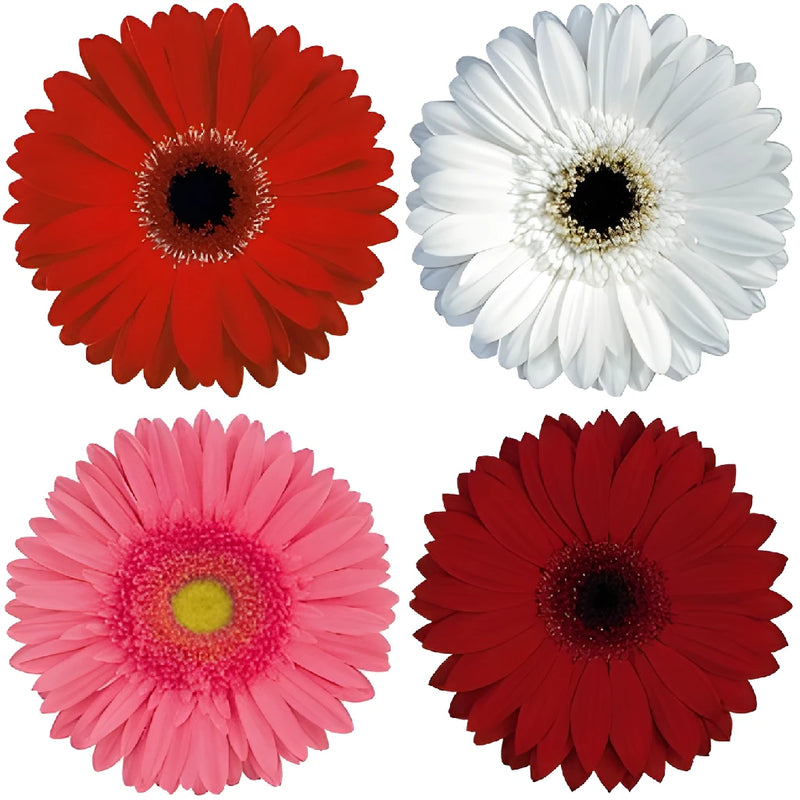 Gerbera Daisy Christmas Mix Wholesale Flower Blooms