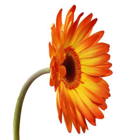 Gerbera Daisy Entourage Sunset Wholesale Flower Side Stem