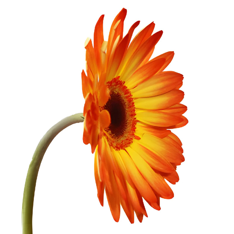 Gerbera Daisy Entourage Sunset Wholesale Flower Side Stem