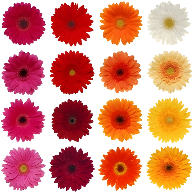 Gerbera Daisy Farm Mix Wholesale Flower Blooms