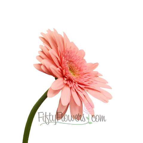 Gerbera Daisy Fassination Coral Wholesale Flower Side Stem