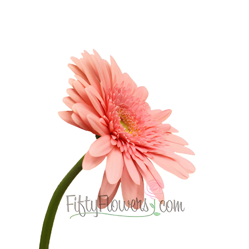 Gerbera Daisy Fassination Coral Wholesale Flower Side Stem