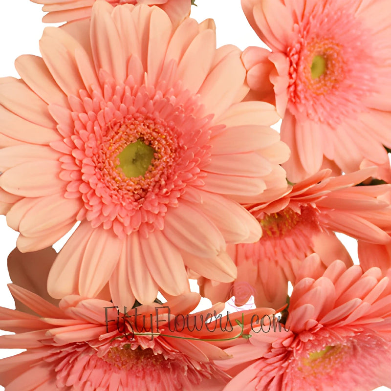 Gerbera Daisy Fassination Coral Wholesale Flower Blooms