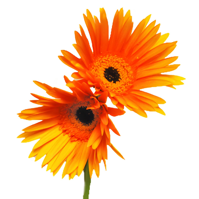 Gerbera Daisy Orange Tinted Wholesale Flower Blooms