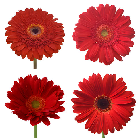Gerbera Daisy Red Standard Wholesale Flower Blooms