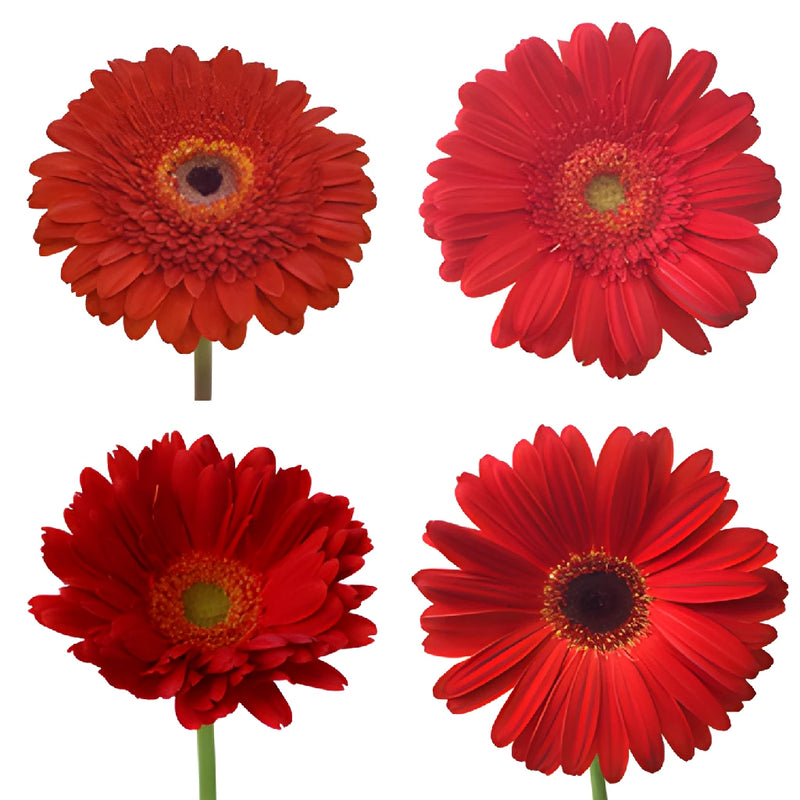 Gerbera Daisy Red Standard Wholesale Flower Blooms