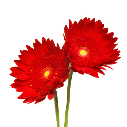 Gerbera Daisy Red Tinted Black Center Wholesale Flower