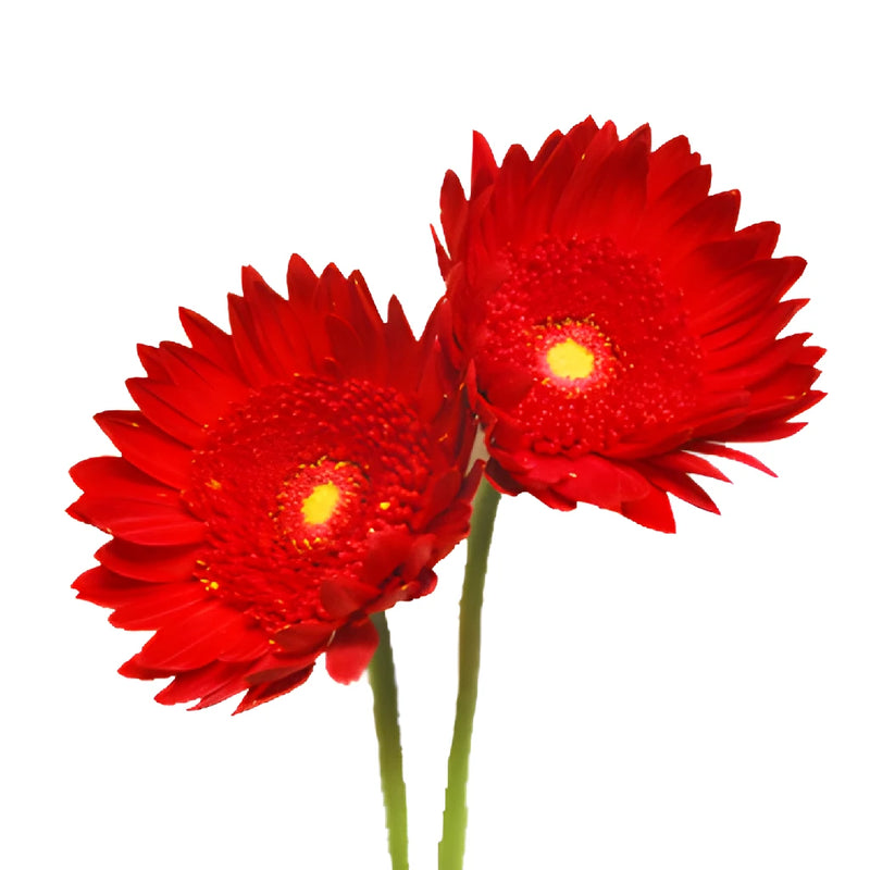 Gerbera Daisy Red Tinted Black Center Wholesale Flower