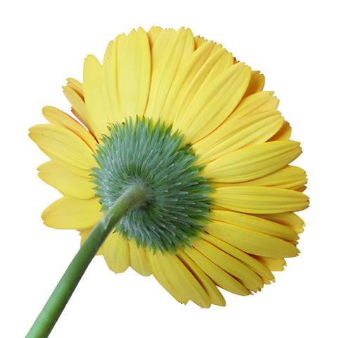 Sherbert Orange Gerbera Daisies