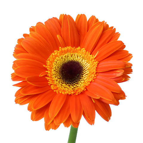 Sherbert Orange Gerbera Daisies