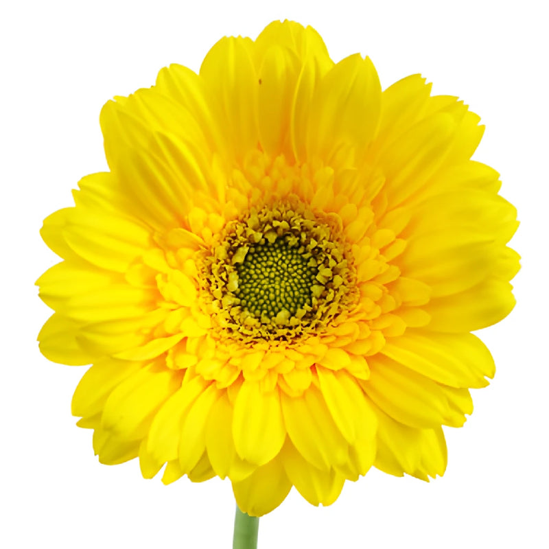Biscuit Yellow Mini Gerbera Daisies
