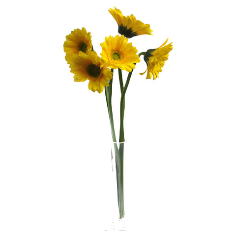 Biscuit Yellow Mini Gerbera Daisies