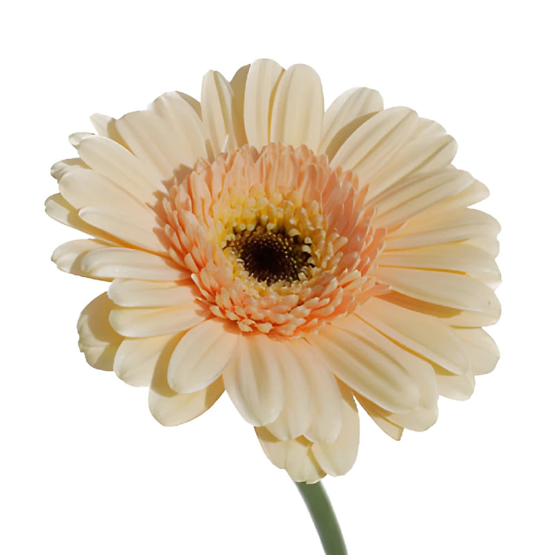 Blush Peach Mini Gerbera Daisies