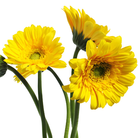 Biscuit Yellow Mini Gerbera Daisies