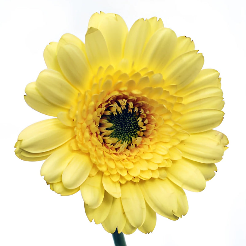Ophir Yellow Mini Gerber Daisies