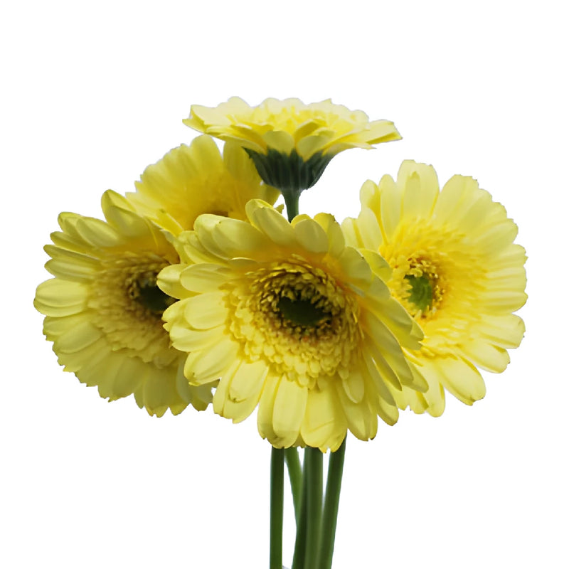 Ophir Yellow Mini Gerber Daisies