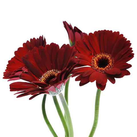 Red Mini Gerbera Daisy Flowers