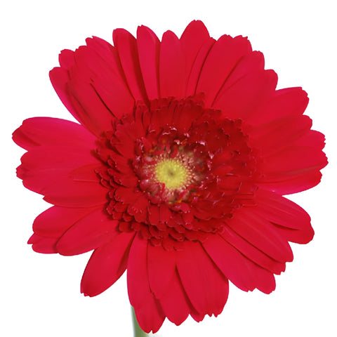 Mistletoe Berry Red Mini Gerbera Daisies