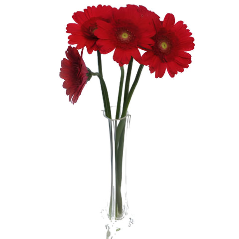 Mistletoe Berry Red Mini Gerbera Daisies