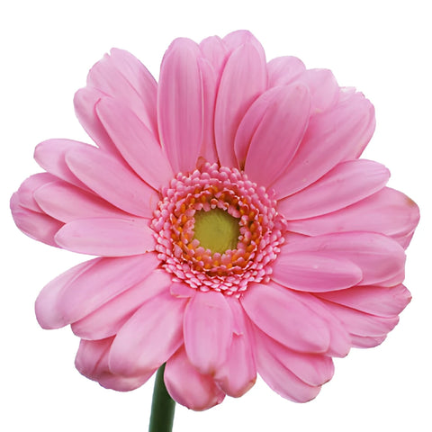 Peter Pan Pink Mini Gerbera Daisies