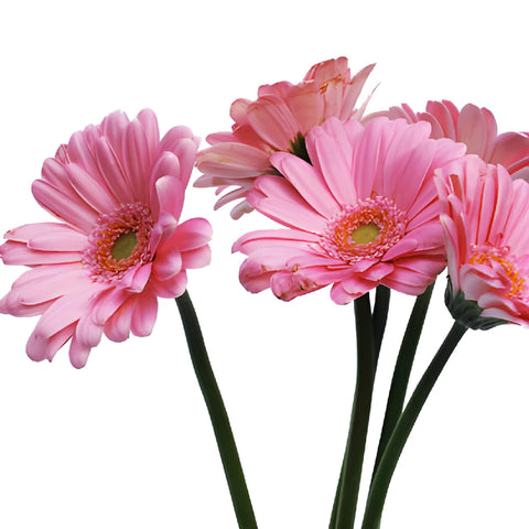 Peter Pan Pink Mini Gerbera Daisies