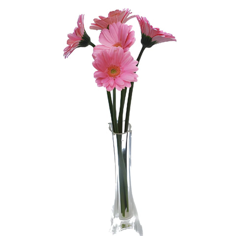 Peter Pan Pink Mini Gerbera Daisies