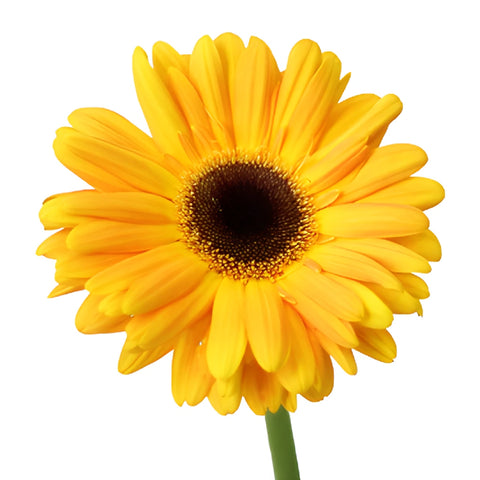 Bright Sunflower Gerbera Daisies