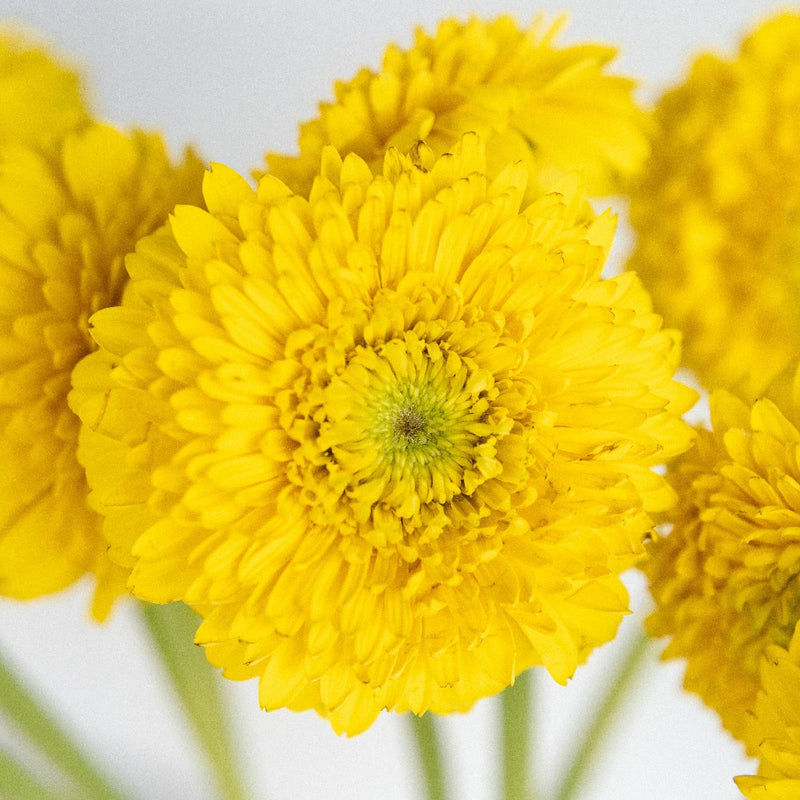 Gerrondo Gerbera Yellow Flower Close Up - Image