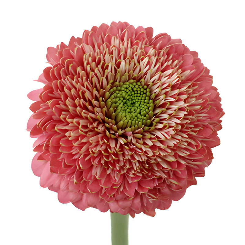 Salmon Pink Gerrondo Gerbera Daisies