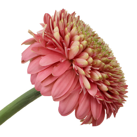 Salmon Pink Gerrondo Gerbera Daisies