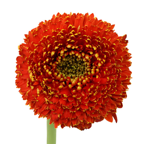 Orange Bulk Gerrondo Gerbera Daisies