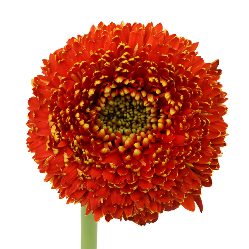 Orange Bulk Gerrondo Gerbera Daisies