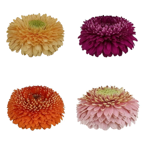 Assorted Color Gerrondo Gerbera Daisy Flowers