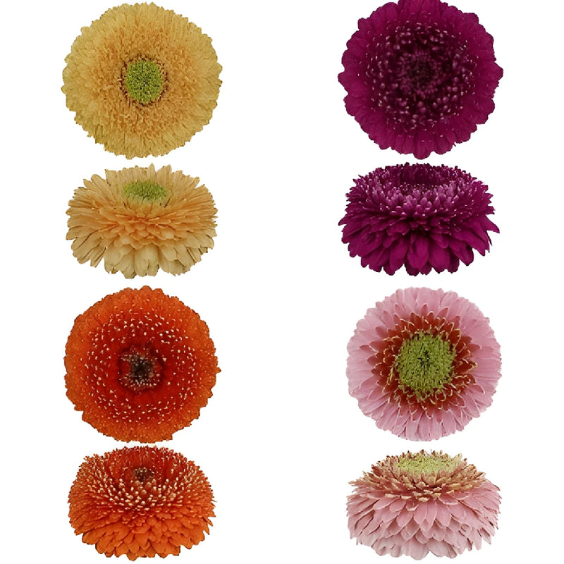 Assorted Color Gerrondo Gerbera Daisy Flowers