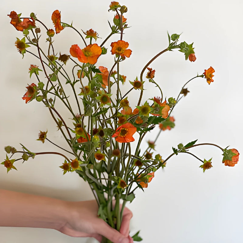 Geum Mango Lassi Flower