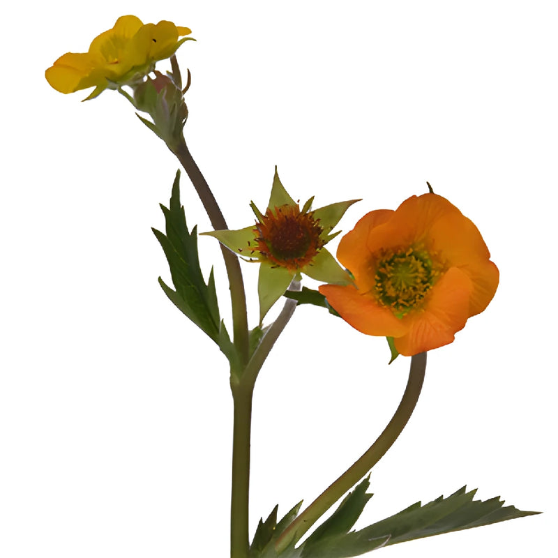Geum Mango Lassi Flower