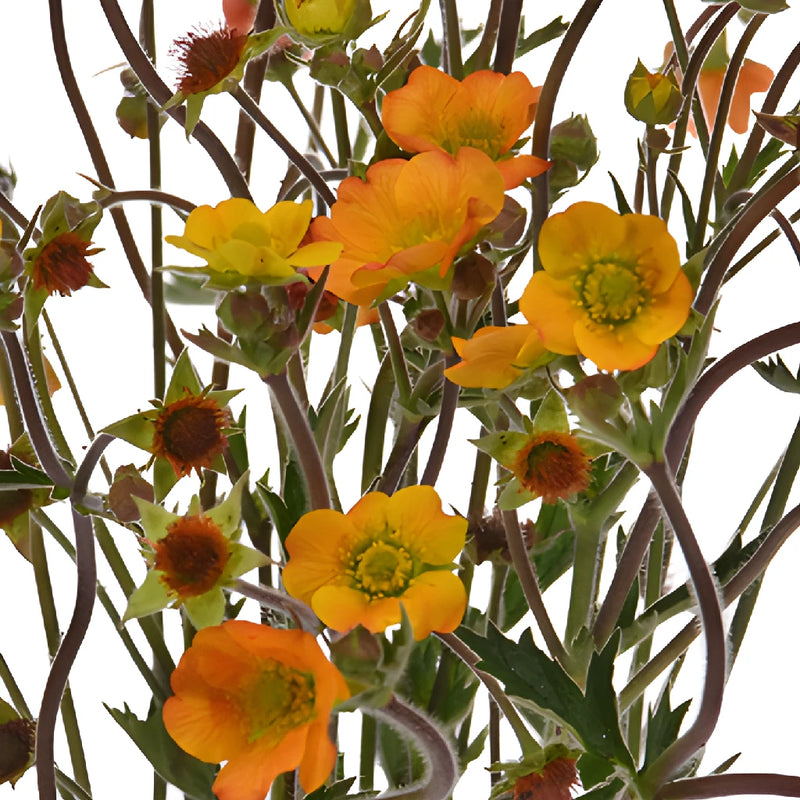 Geum Mango Lassi Flower