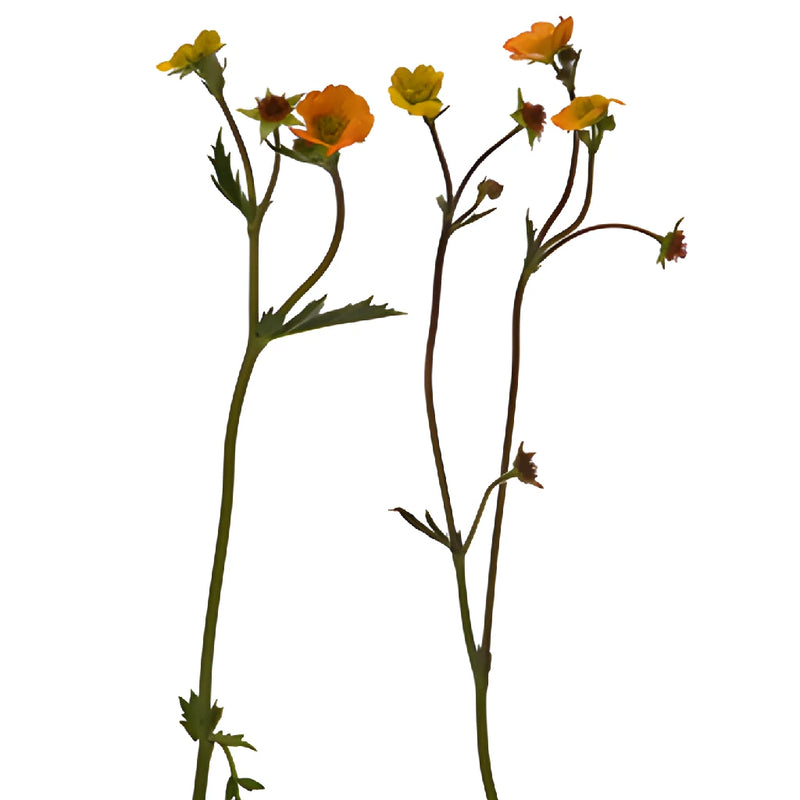 Geum Mango Lassi Flower